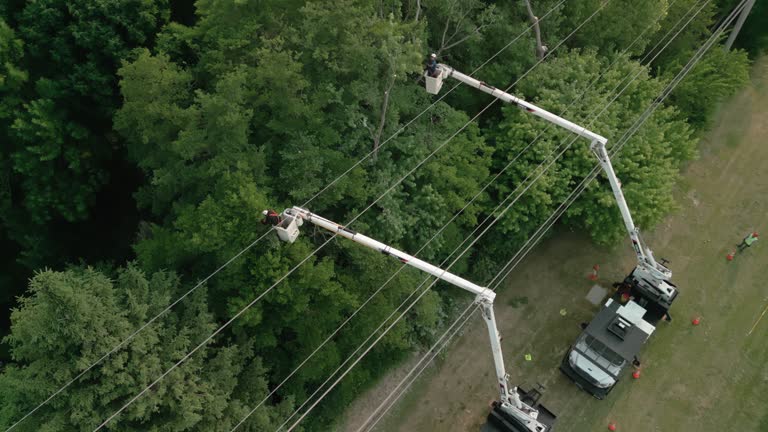 How Our Tree Care Process Works  in Hildale, UT